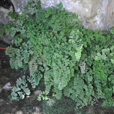 Σπίτι διακοπών Chateau Du Roc Saint-Thomas-de-Cônac